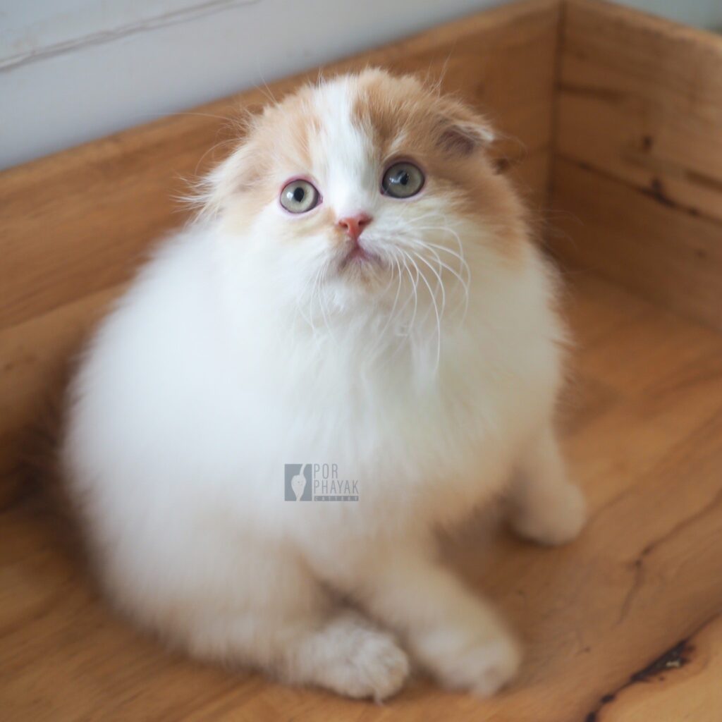 แมนนี่: ลูกแมว Scottish fold 32 รูปของฟาร์มแมว porphayak cattery