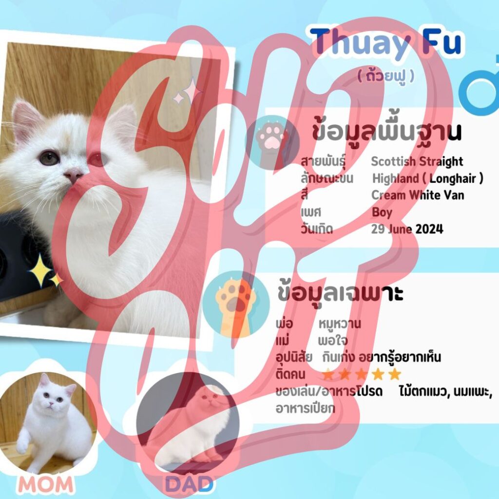 ถ้วยฟู: ลูกแมว Scottish fold 28 รูปของฟาร์มแมว porphayak cattery