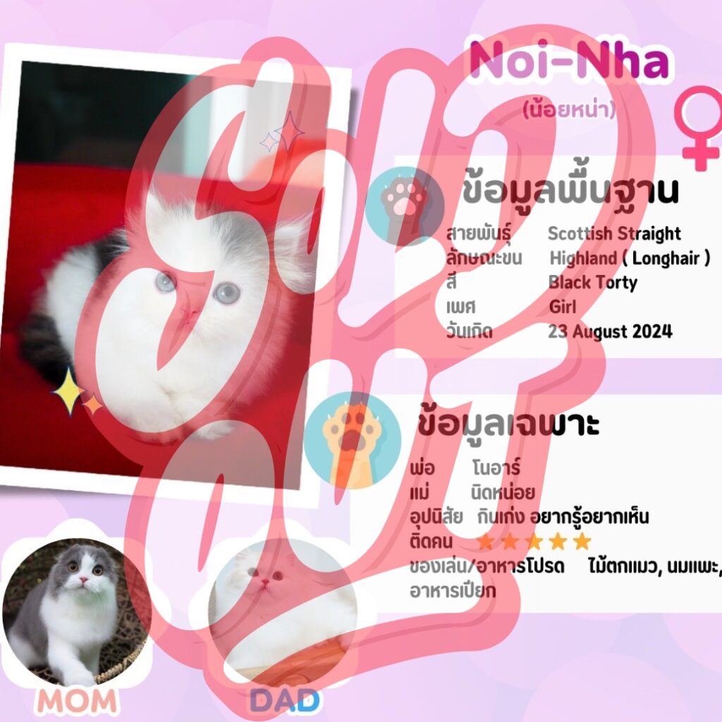 น้อยหน่า: ลูกแมว Scottish fold 22 รูปของฟาร์มแมว porphayak cattery