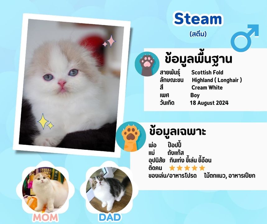 สตรีม: ลูกแมว Scottish fold 1 รูปของฟาร์มแมว porphayak cattery