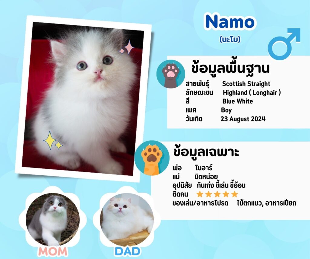 นะโม: ลูกแมว Scottish fold 10 รูปของฟาร์มแมว porphayak cattery