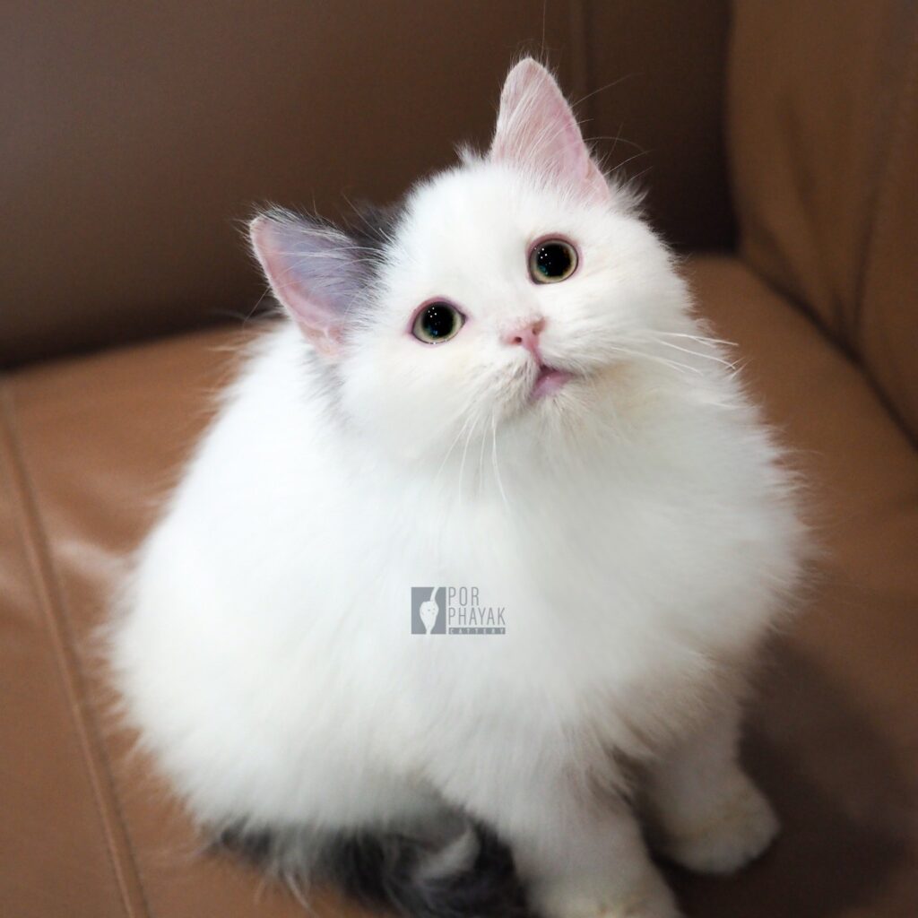 กาแฟ: ลูกแมว Scottish fold 15 รูปของฟาร์มแมว porphayak cattery