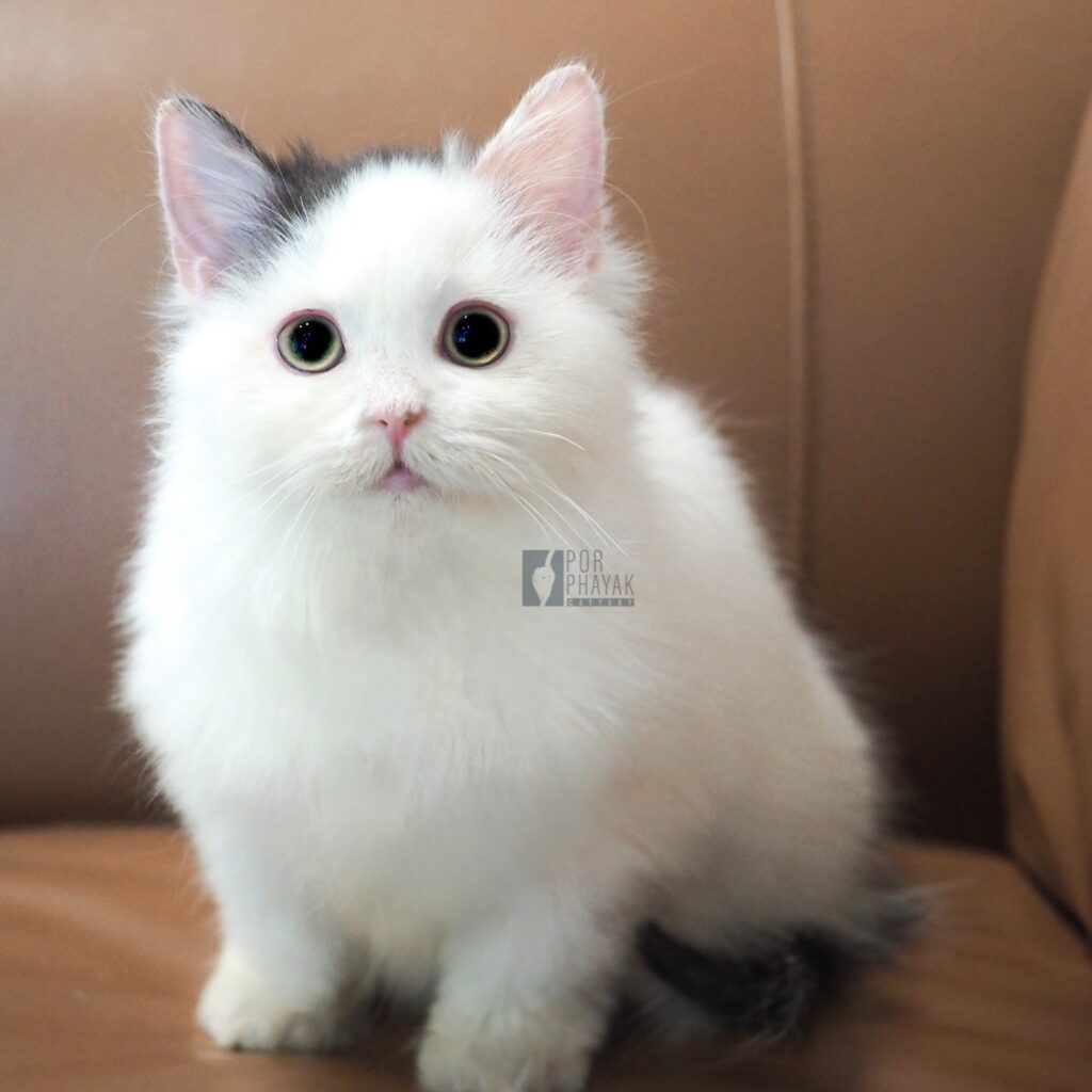 กาแฟ: ลูกแมว Scottish fold 17 รูปของฟาร์มแมว porphayak cattery