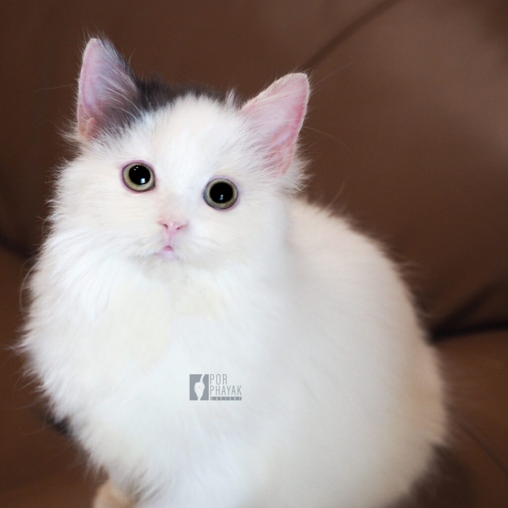 กาแฟ: ลูกแมว Scottish fold 19 รูปของฟาร์มแมว porphayak cattery