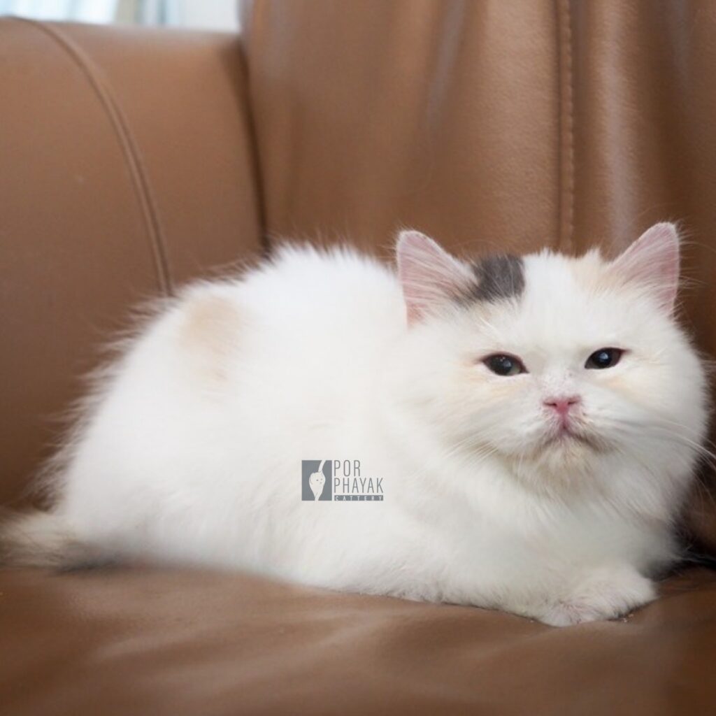 ฟองนม ลูกแมว Porphayak Cattery (1)