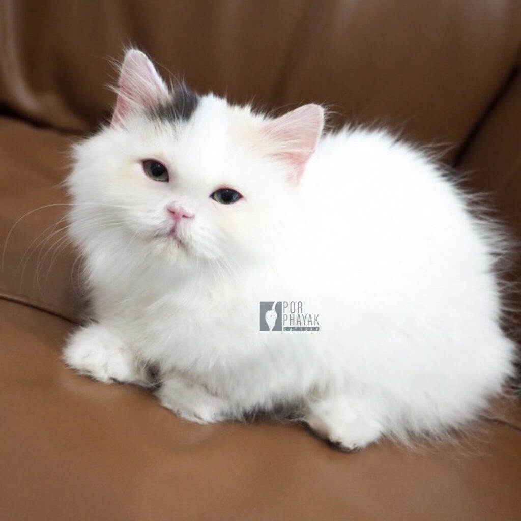 ฟองนม ลูกแมว Porphayak Cattery (1)